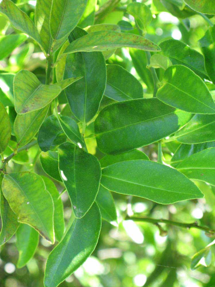              Shade leaves (Winter Haven, FL)       